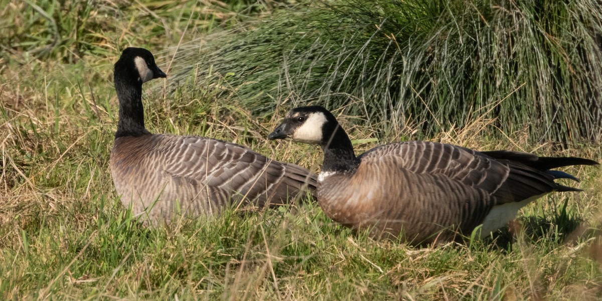 Cackling Goose - ML624108306