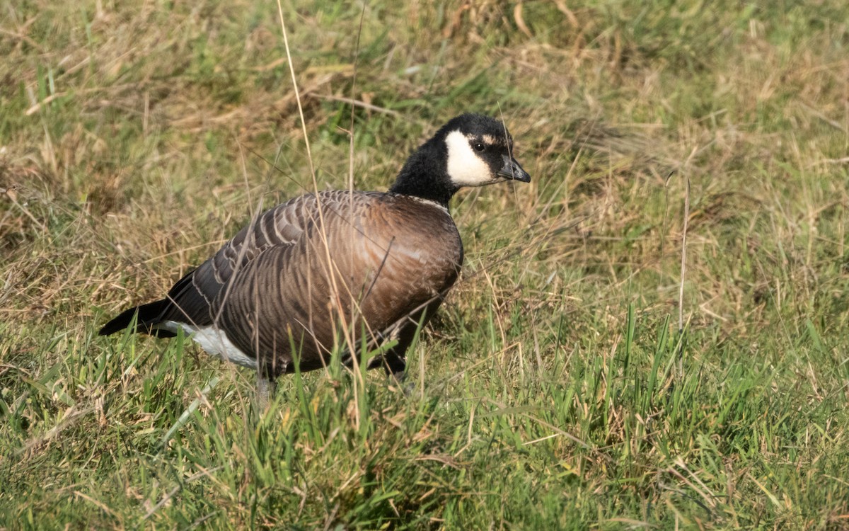 Cackling Goose - ML624108310