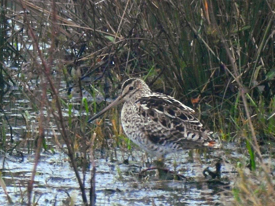 Latham's Snipe - Nat STARR