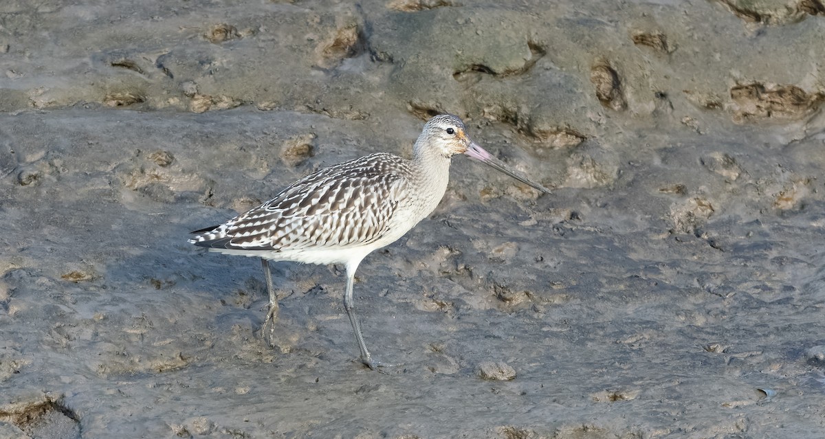 Bar-tailed Godwit - ML624108316