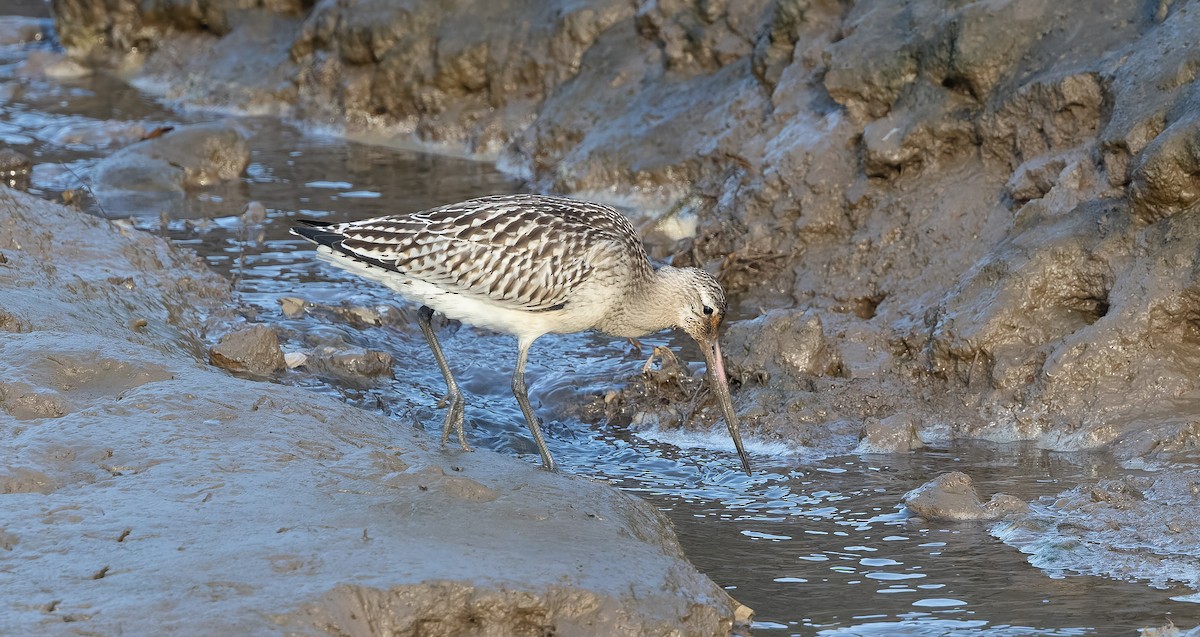 Bar-tailed Godwit - ML624108317