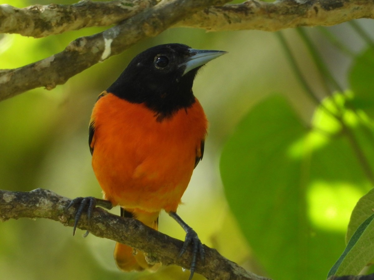 Baltimore Oriole - ML624108334