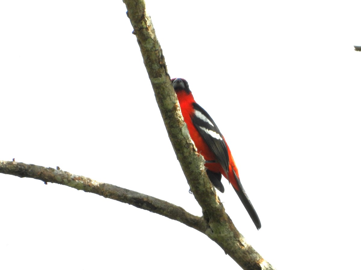 White-winged Tanager - ML624108336