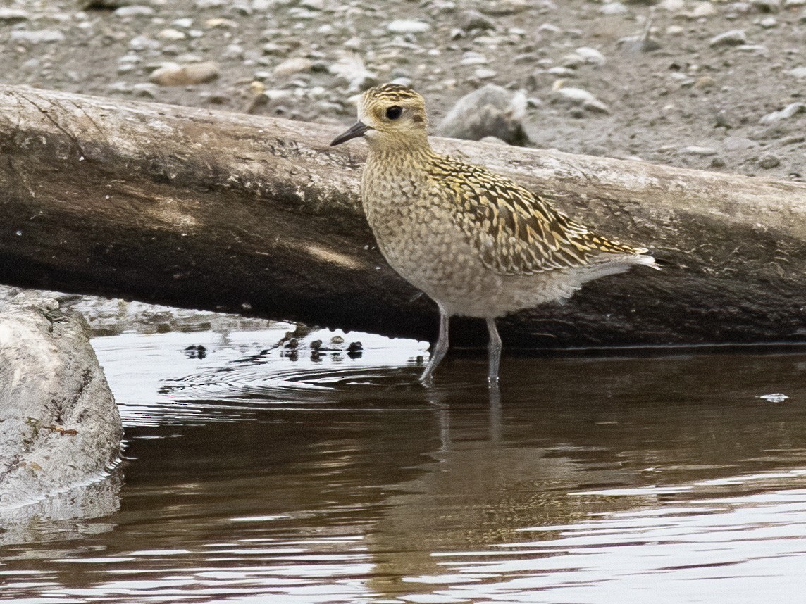 Chorlito Dorado Siberiano - ML624108338