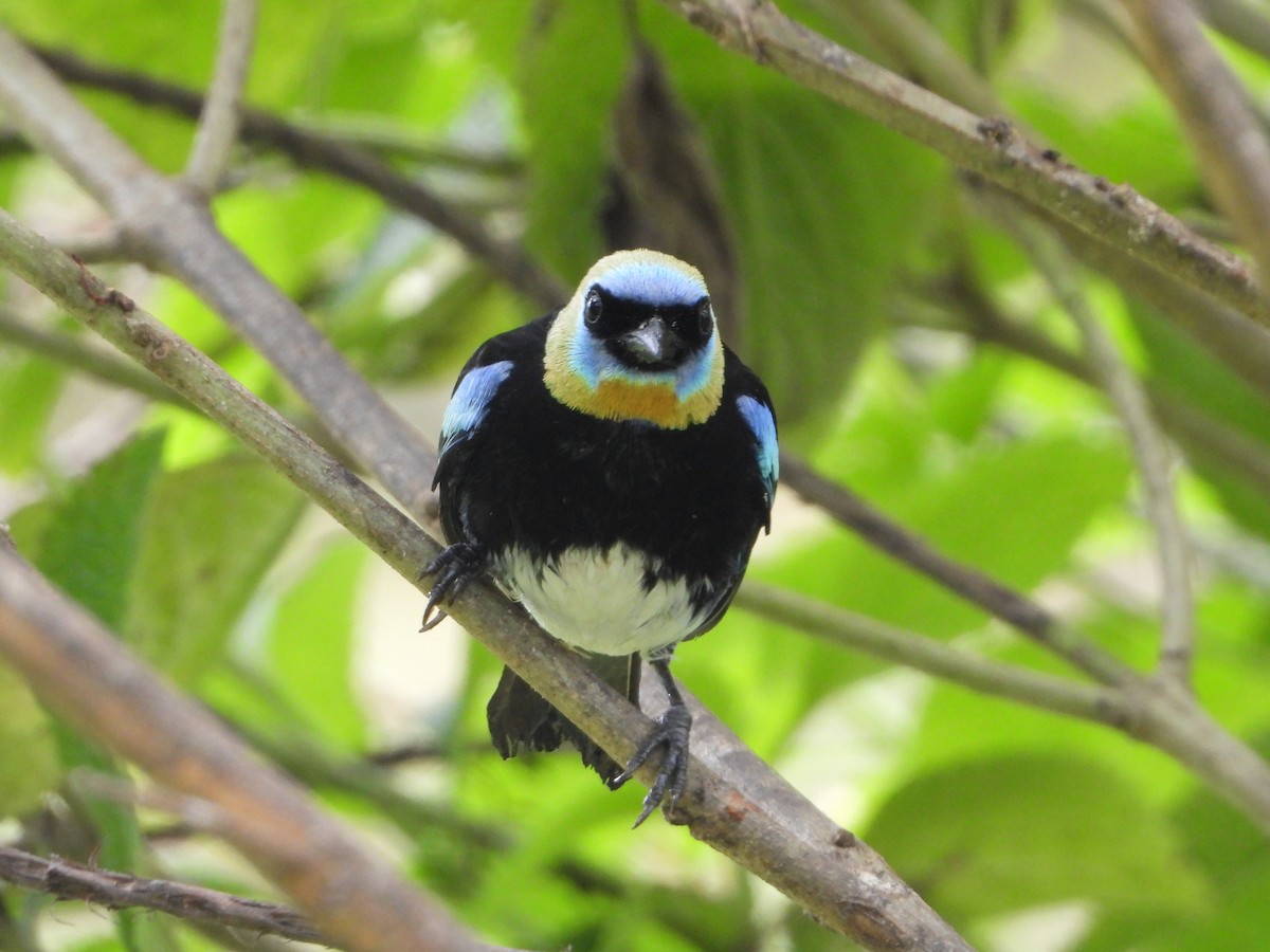 Golden-hooded Tanager - ML624108339