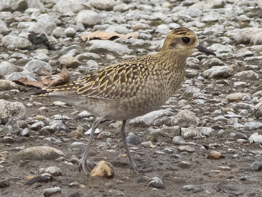 Chorlito Dorado Siberiano - ML624108340