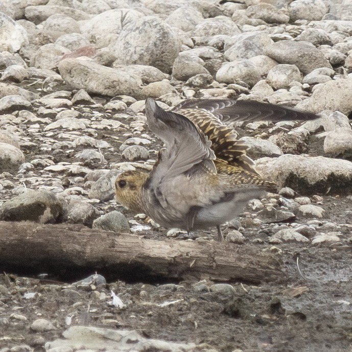 Chorlito Dorado Siberiano - ML624108342