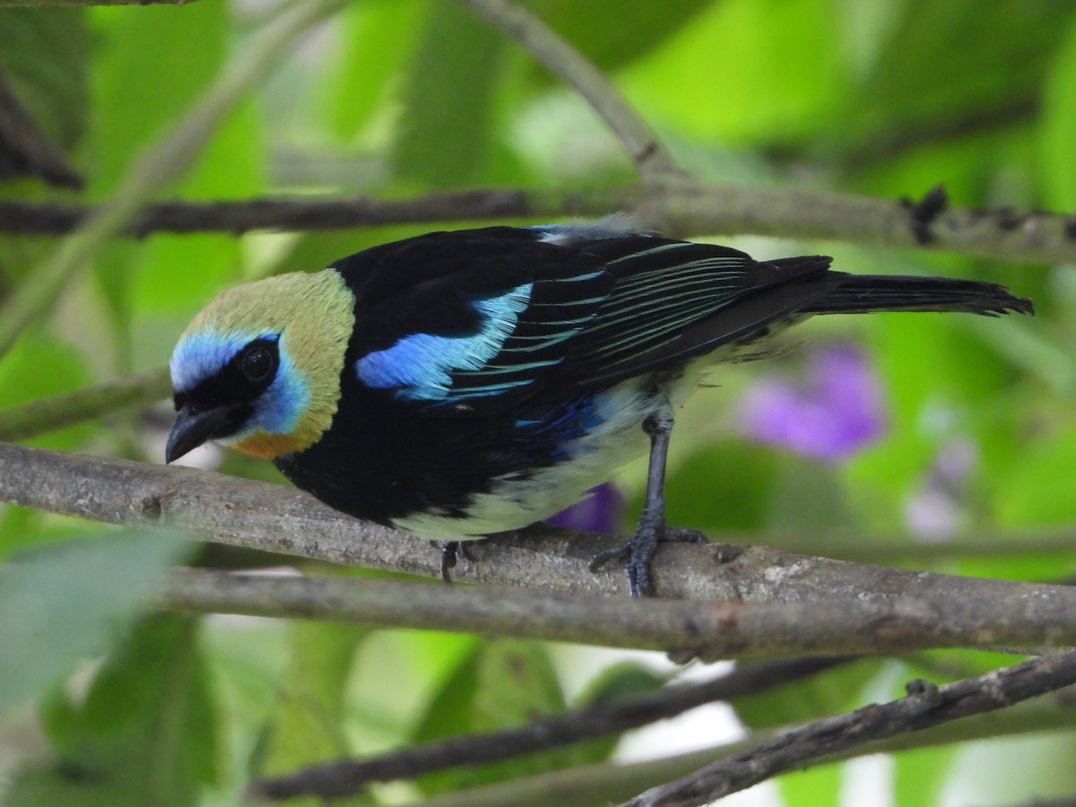 Golden-hooded Tanager - ML624108343