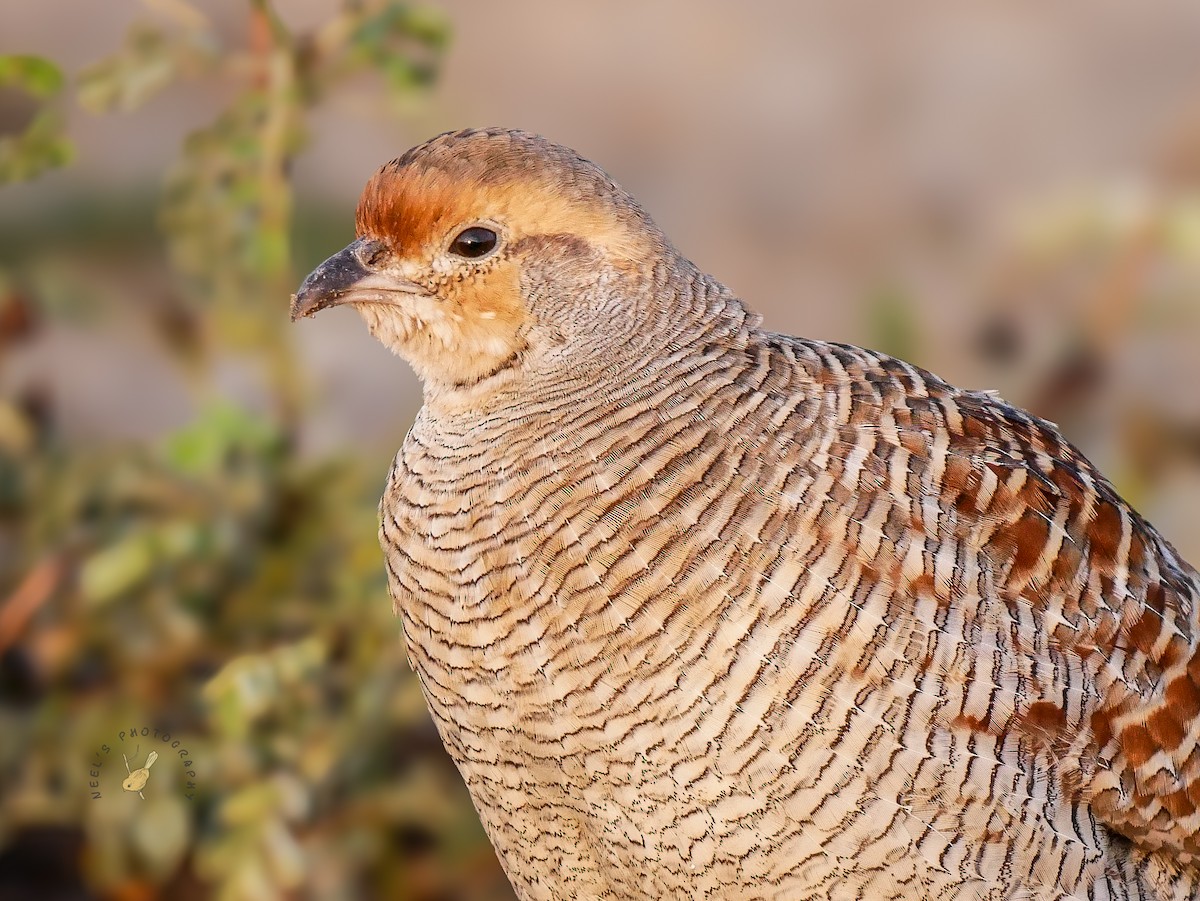 Gray Francolin - ML624108344