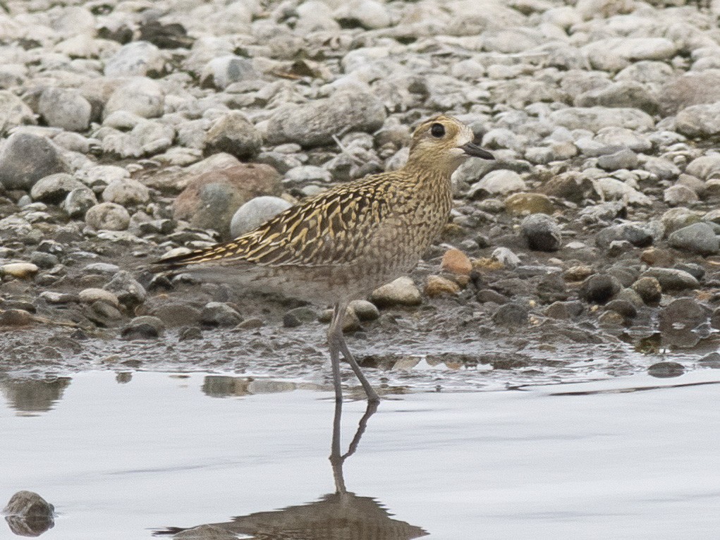 Chorlito Dorado Siberiano - ML624108345