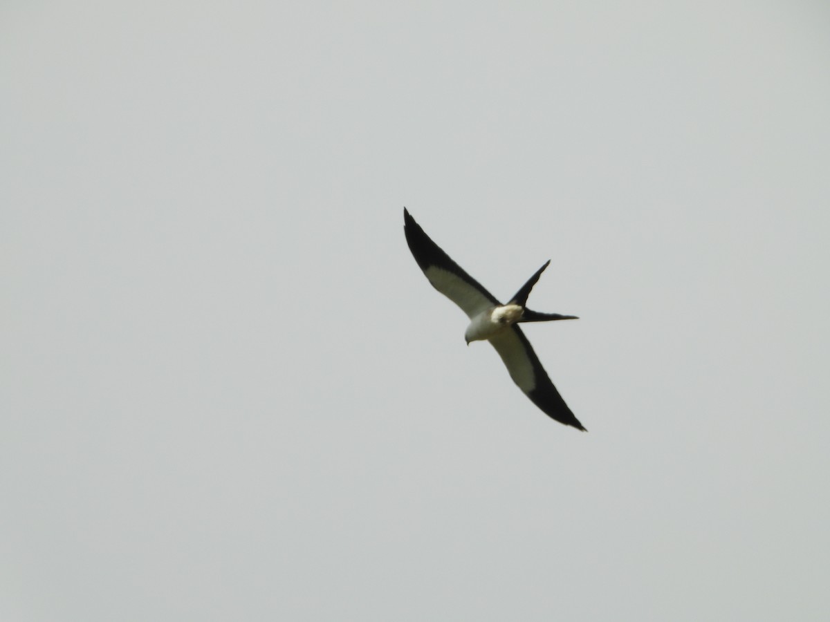 Swallow-tailed Kite - ML624108346