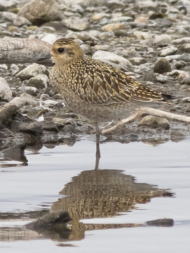 Chorlito Dorado Siberiano - ML624108348