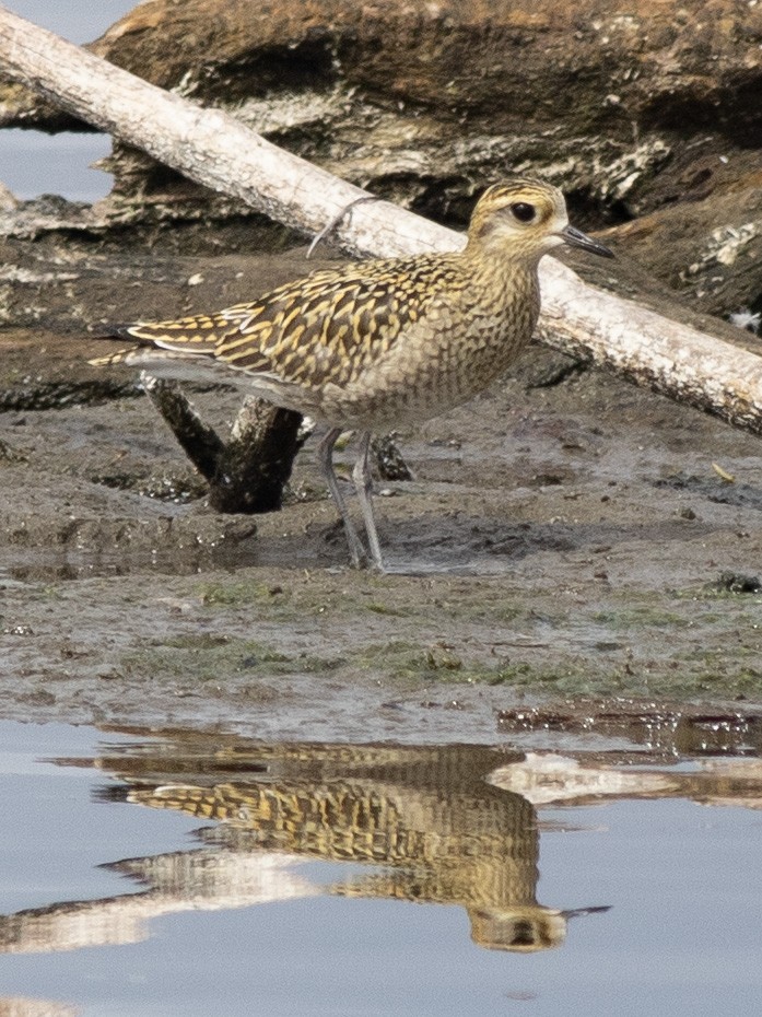 Pacific Golden-Plover - ML624108349