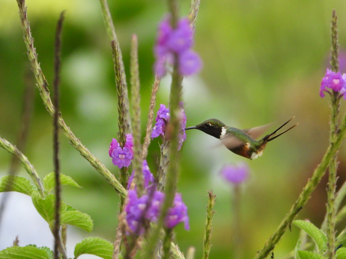 Magenta-throated Woodstar - ML624108362