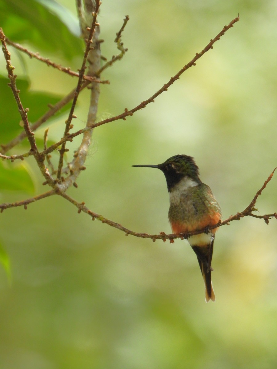 Magenta-throated Woodstar - ML624108363