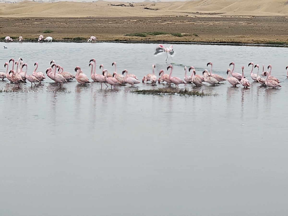 Lesser Flamingo - ML624108365