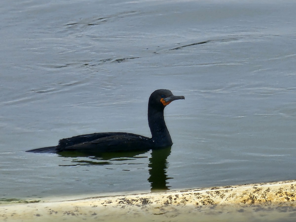 Cape Cormorant - ML624108369