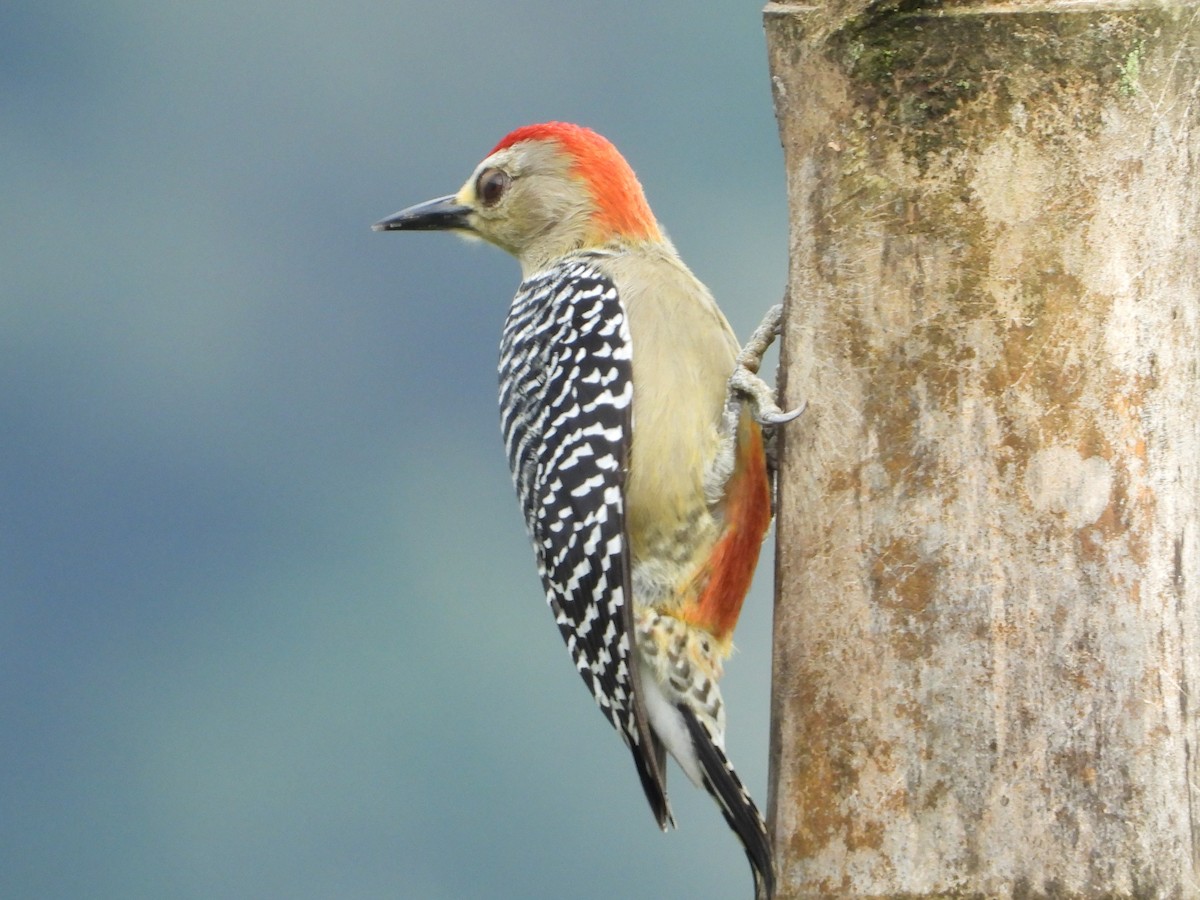 Red-crowned Woodpecker - ML624108371