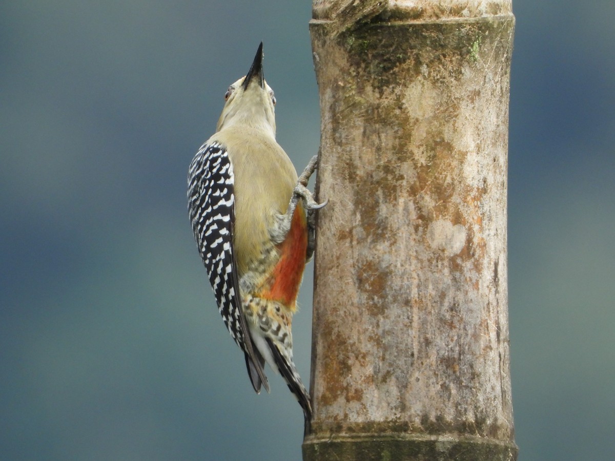 Red-crowned Woodpecker - ML624108372