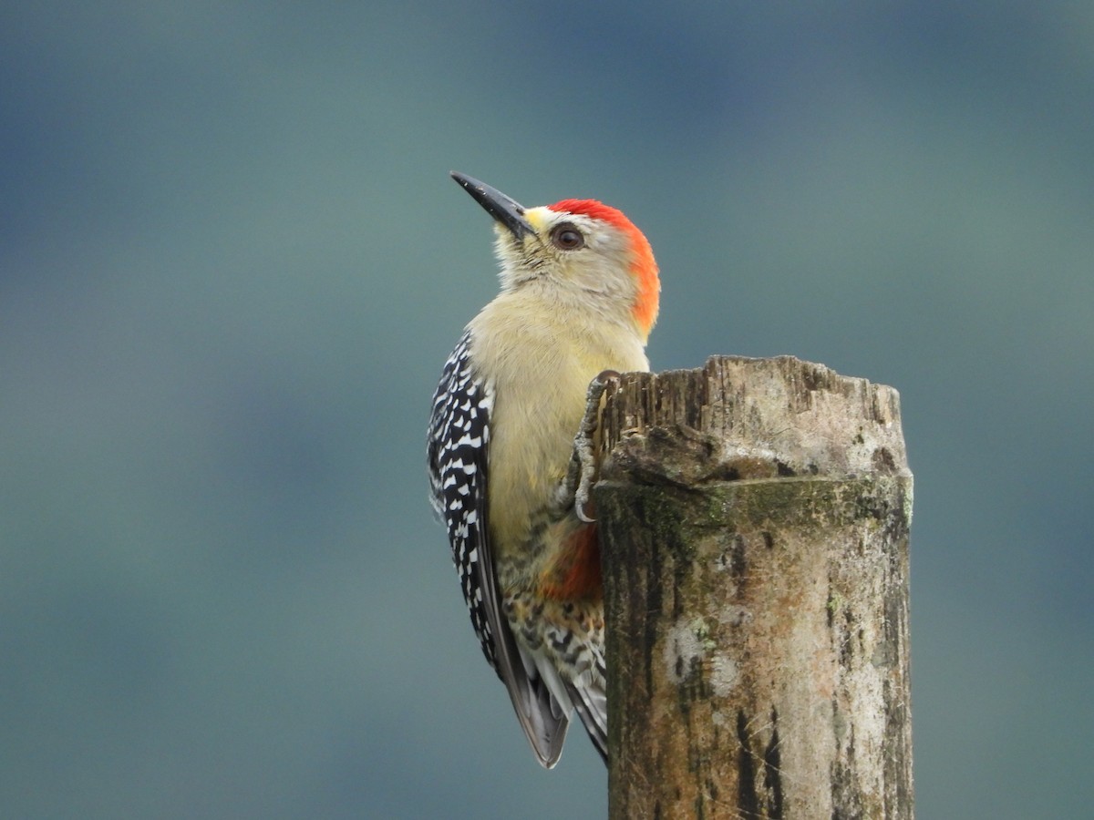 Red-crowned Woodpecker - ML624108373