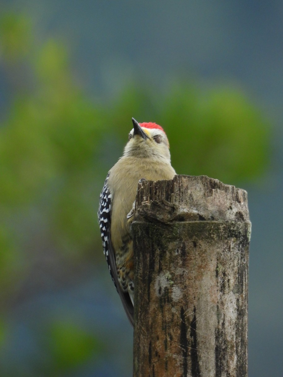 Red-crowned Woodpecker - ML624108375