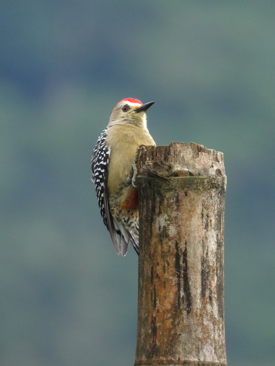 Red-crowned Woodpecker - Juan Carlos Melendez