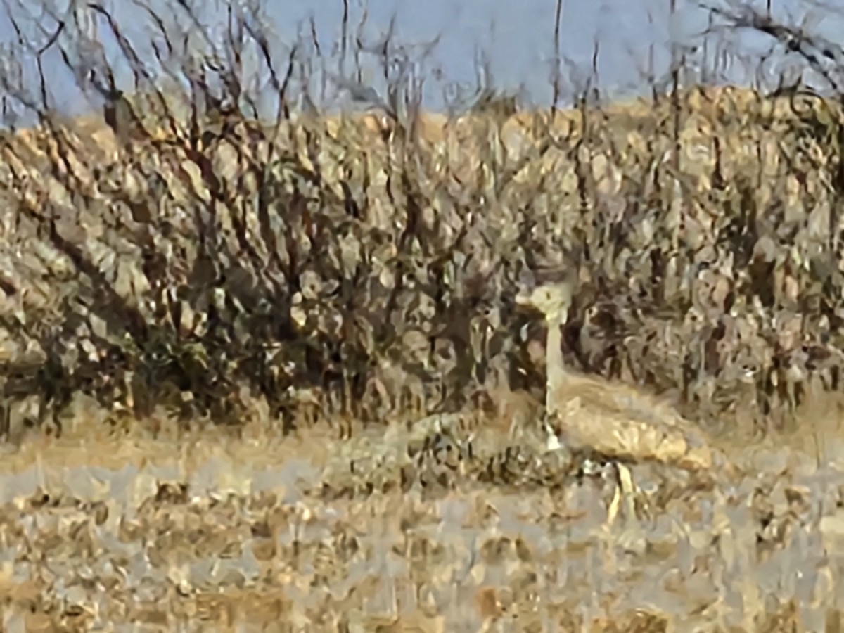 Rüppell's Bustard - ML624108378