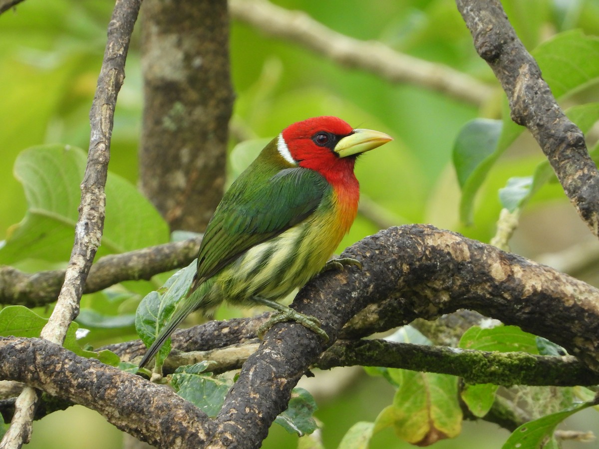 Red-headed Barbet - ML624108379