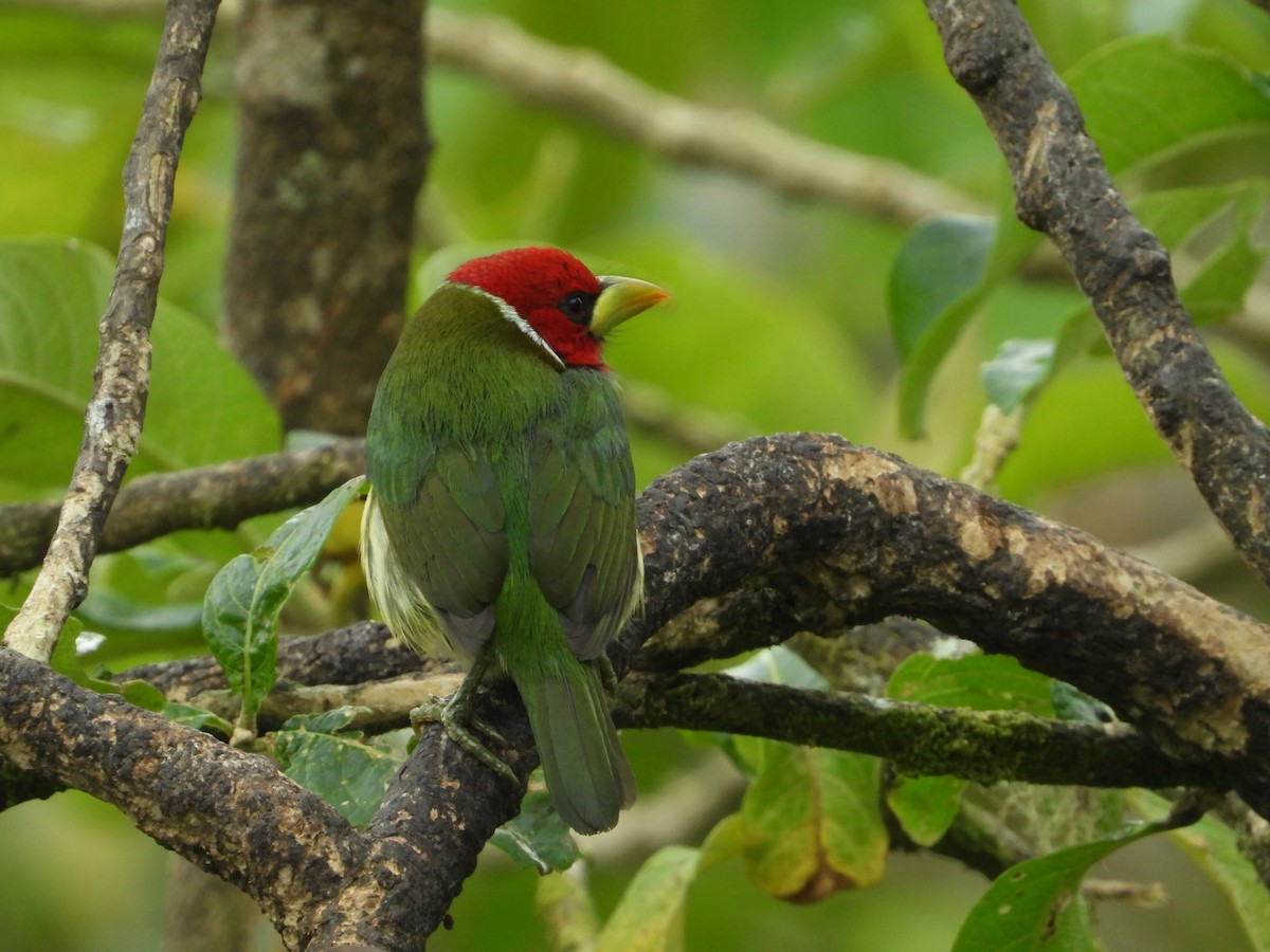 Red-headed Barbet - ML624108380