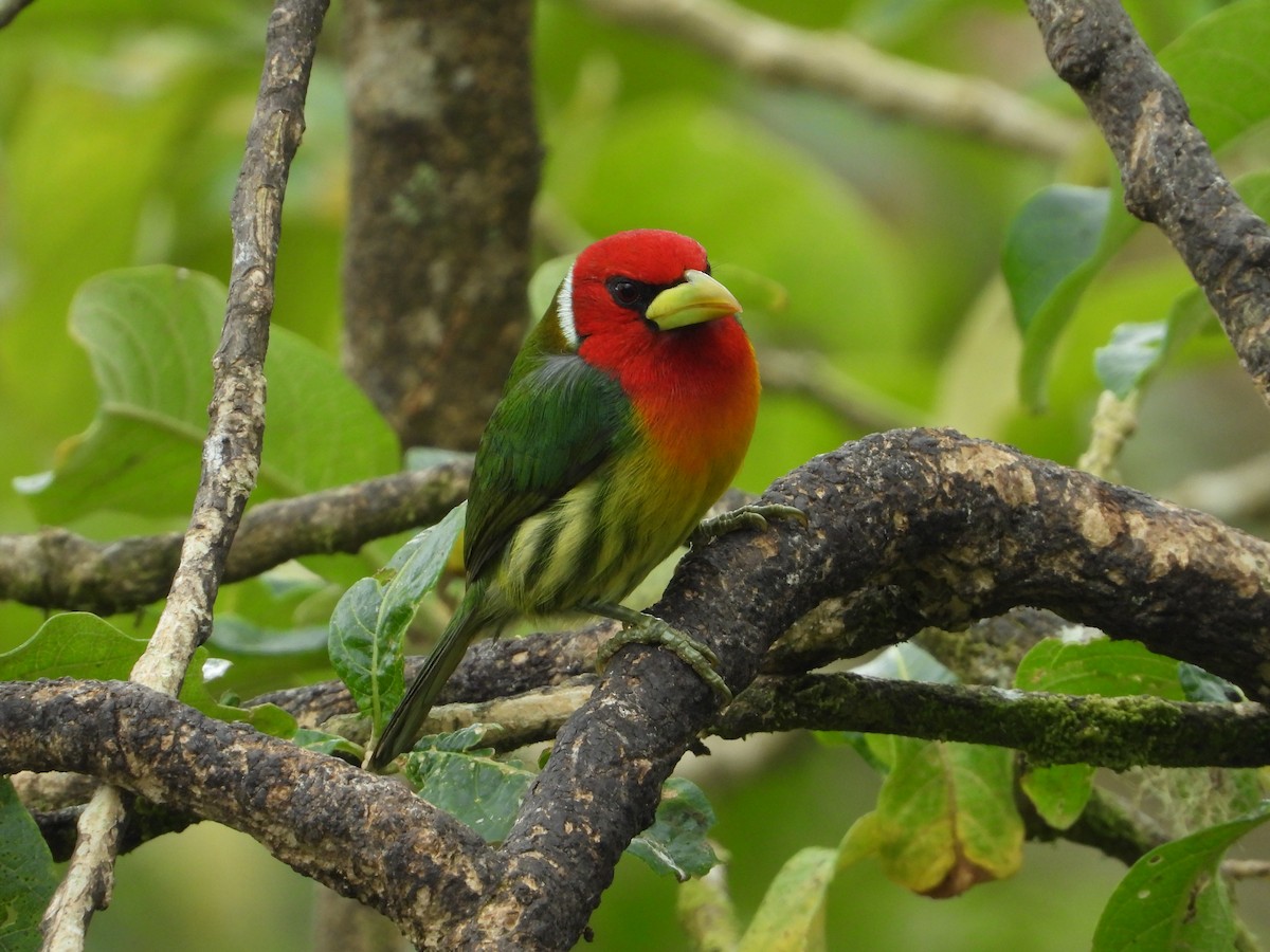 Red-headed Barbet - ML624108381