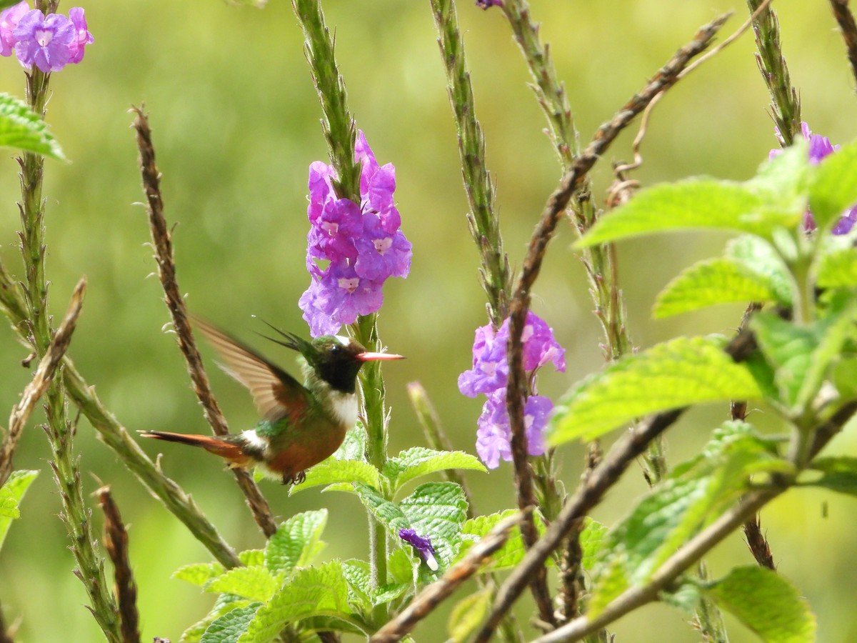 White-crested Coquette - ML624108386