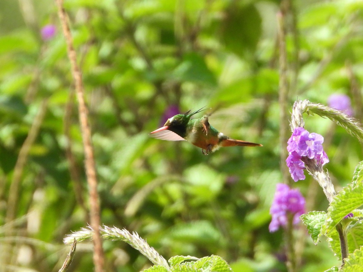 White-crested Coquette - ML624108388