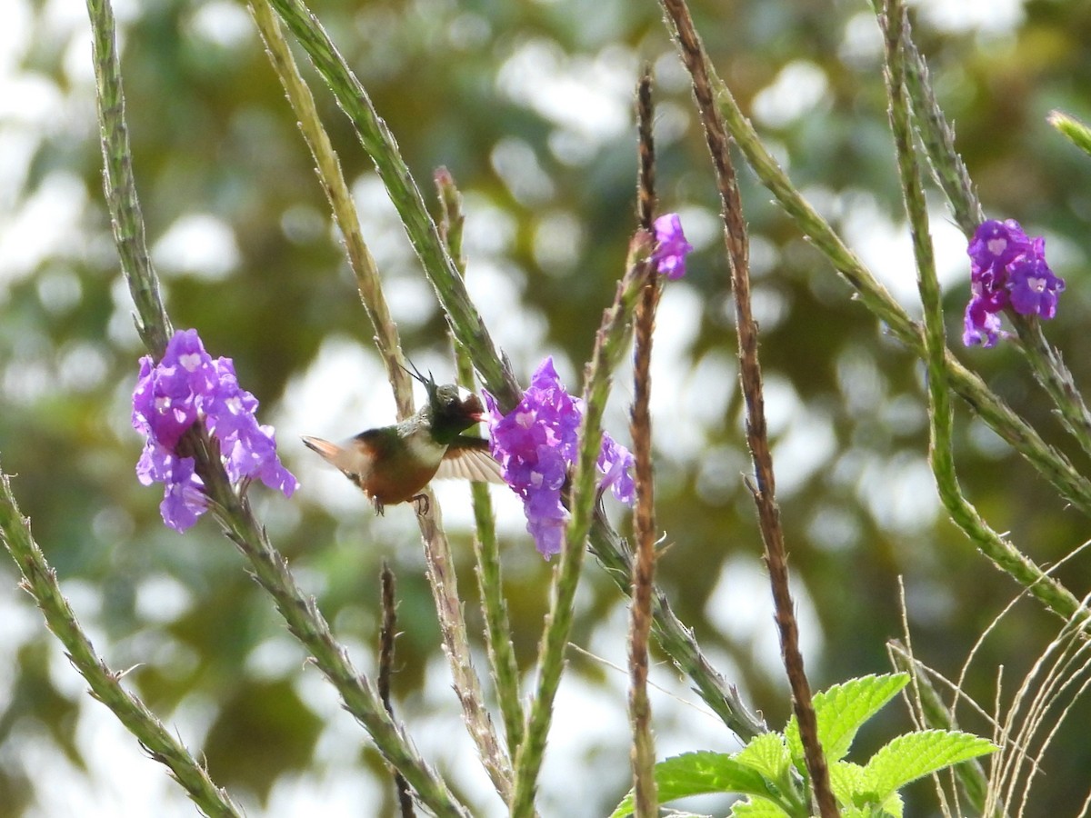 White-crested Coquette - ML624108392