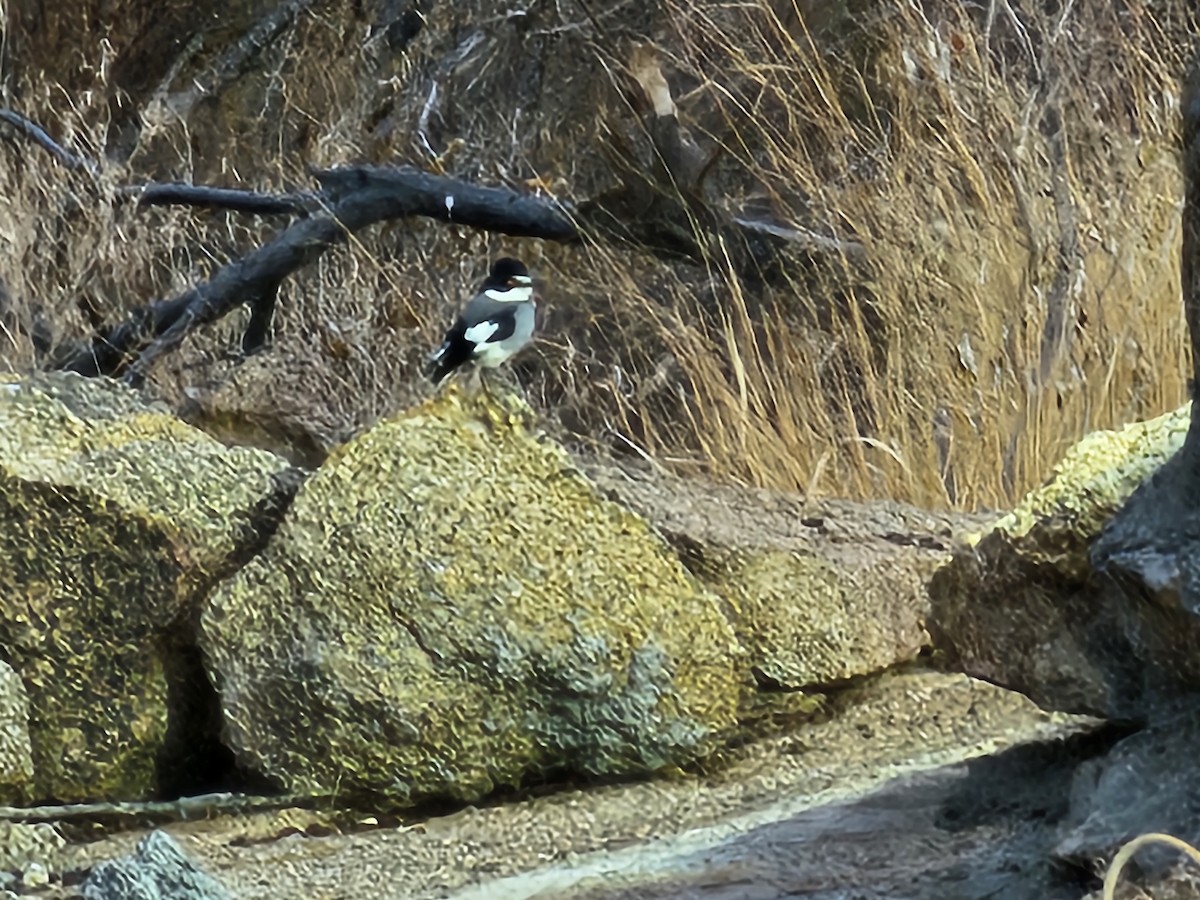 White-tailed Shrike - ML624108404