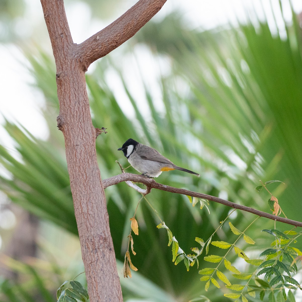 White-eared Bulbul - ML624108405