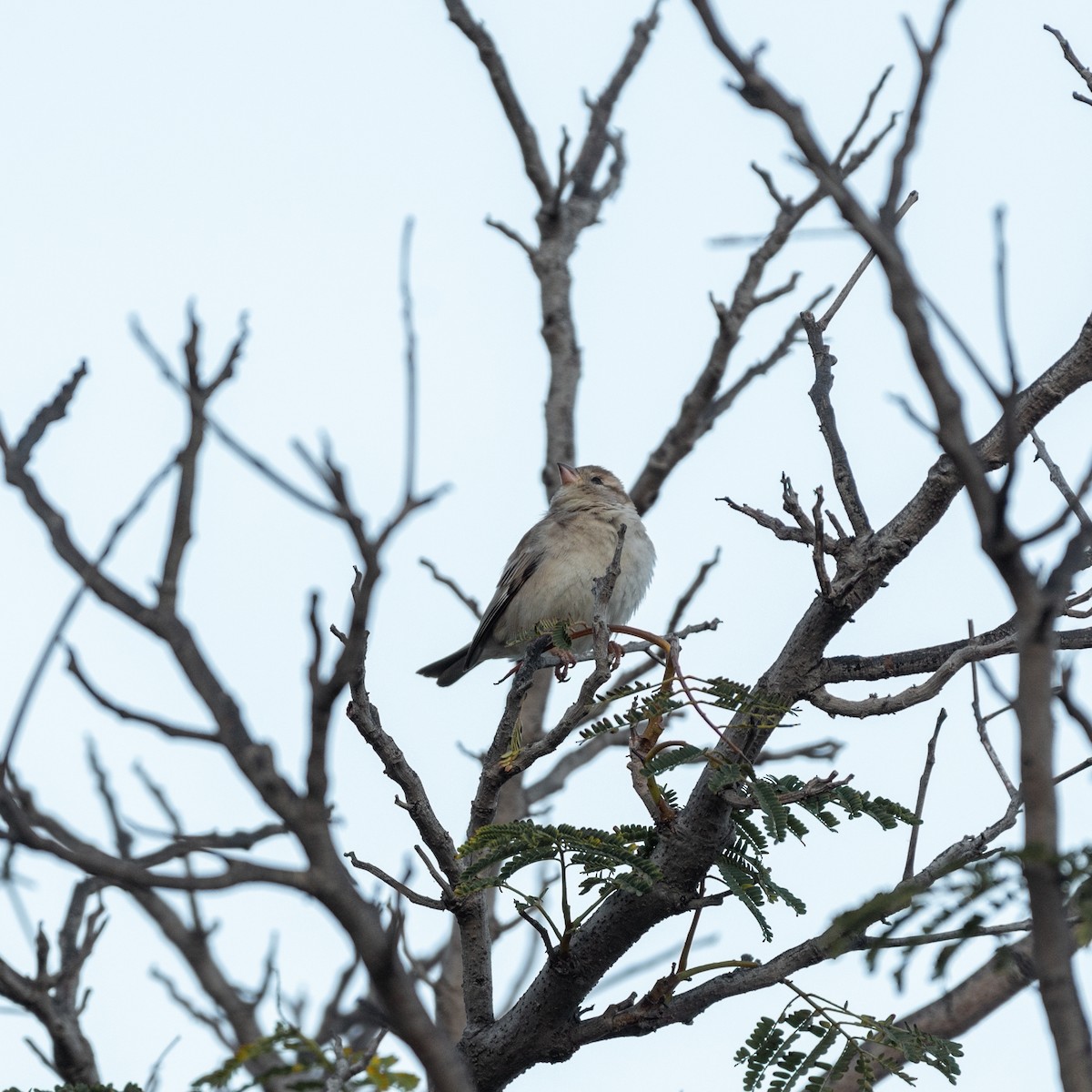 House Sparrow - ML624108408