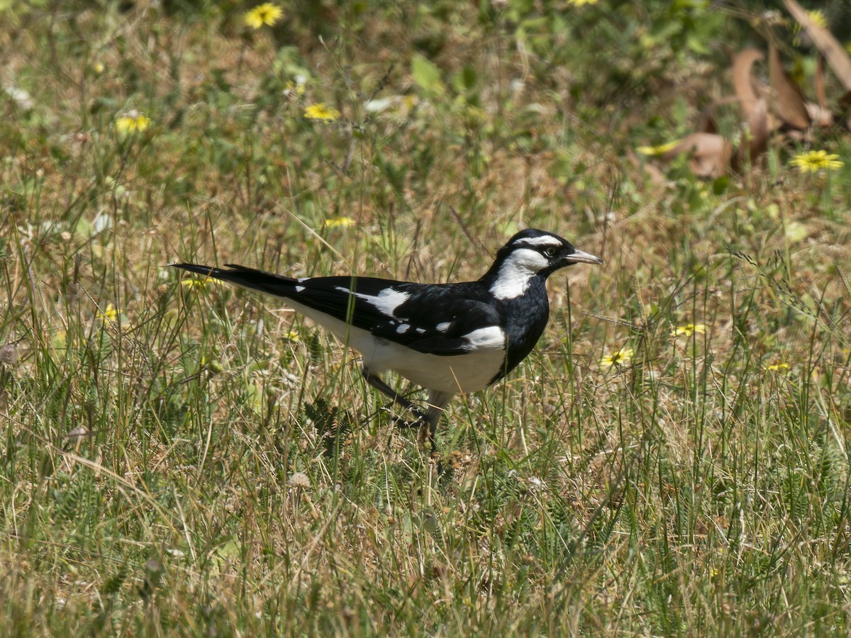 Magpie-lark - ML624108409