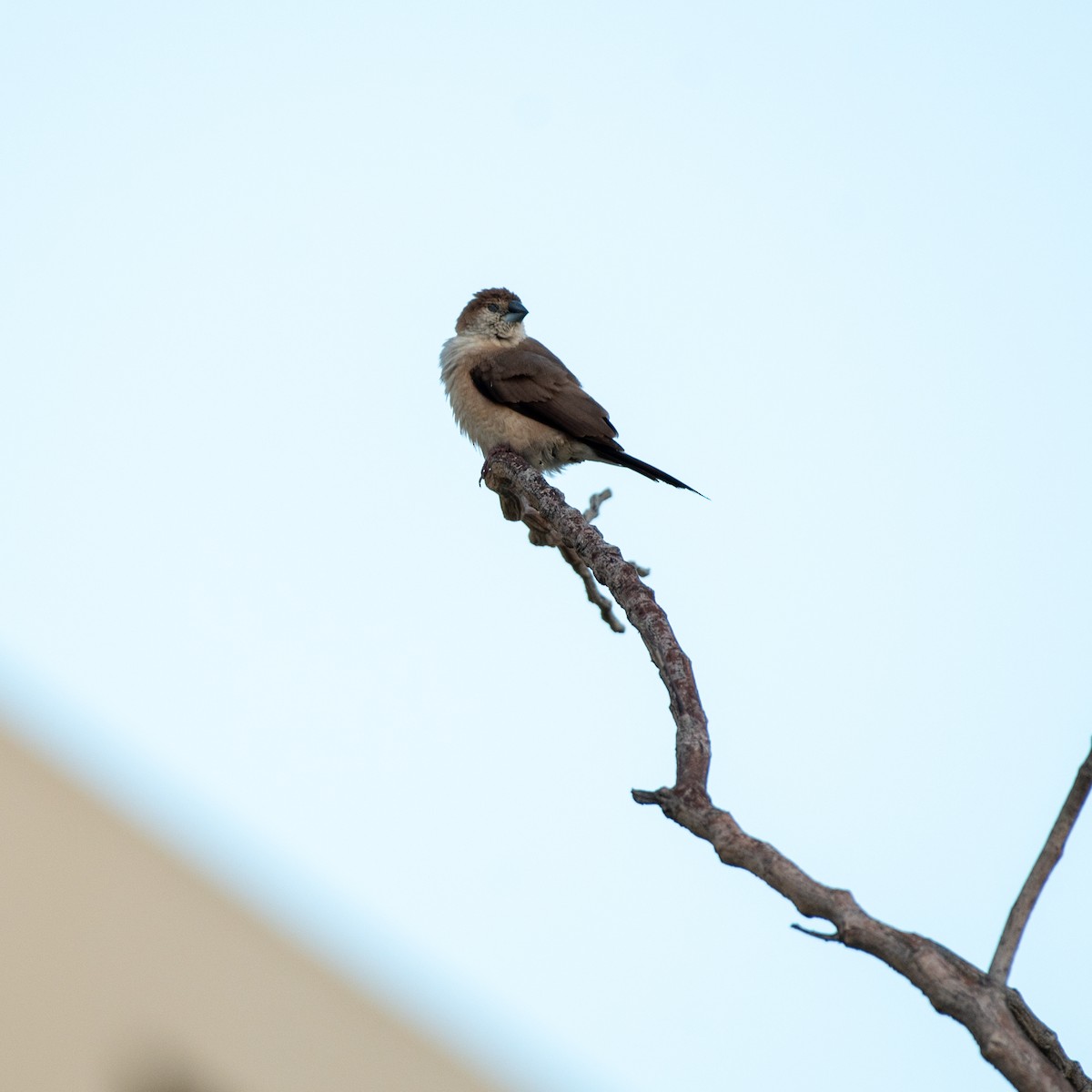 Indian Silverbill - ML624108410