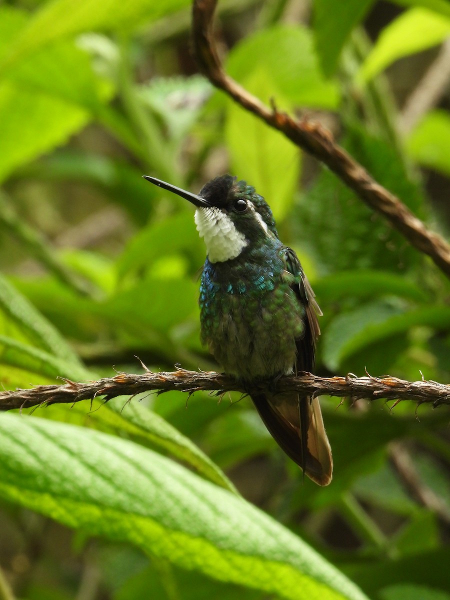 White-throated Mountain-gem - ML624108412