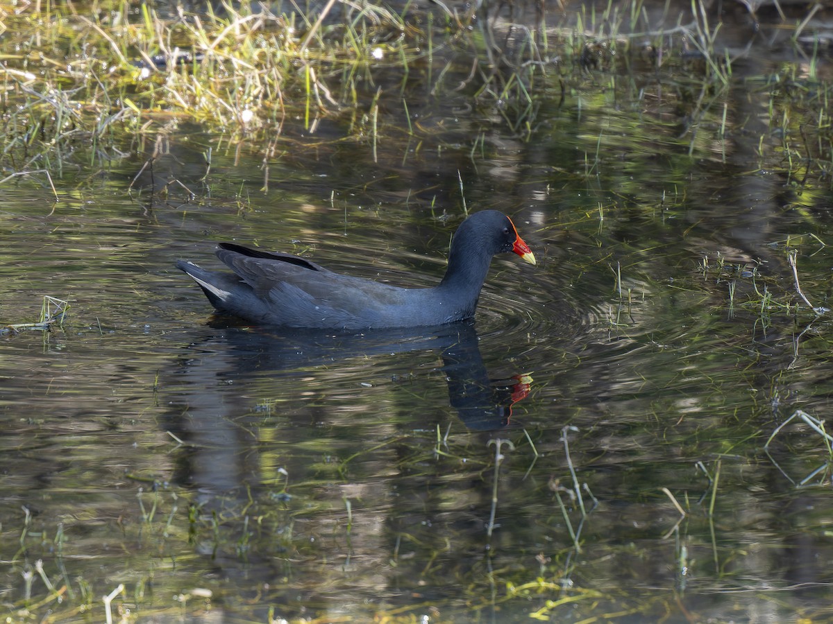 Dusky Moorhen - ML624108416