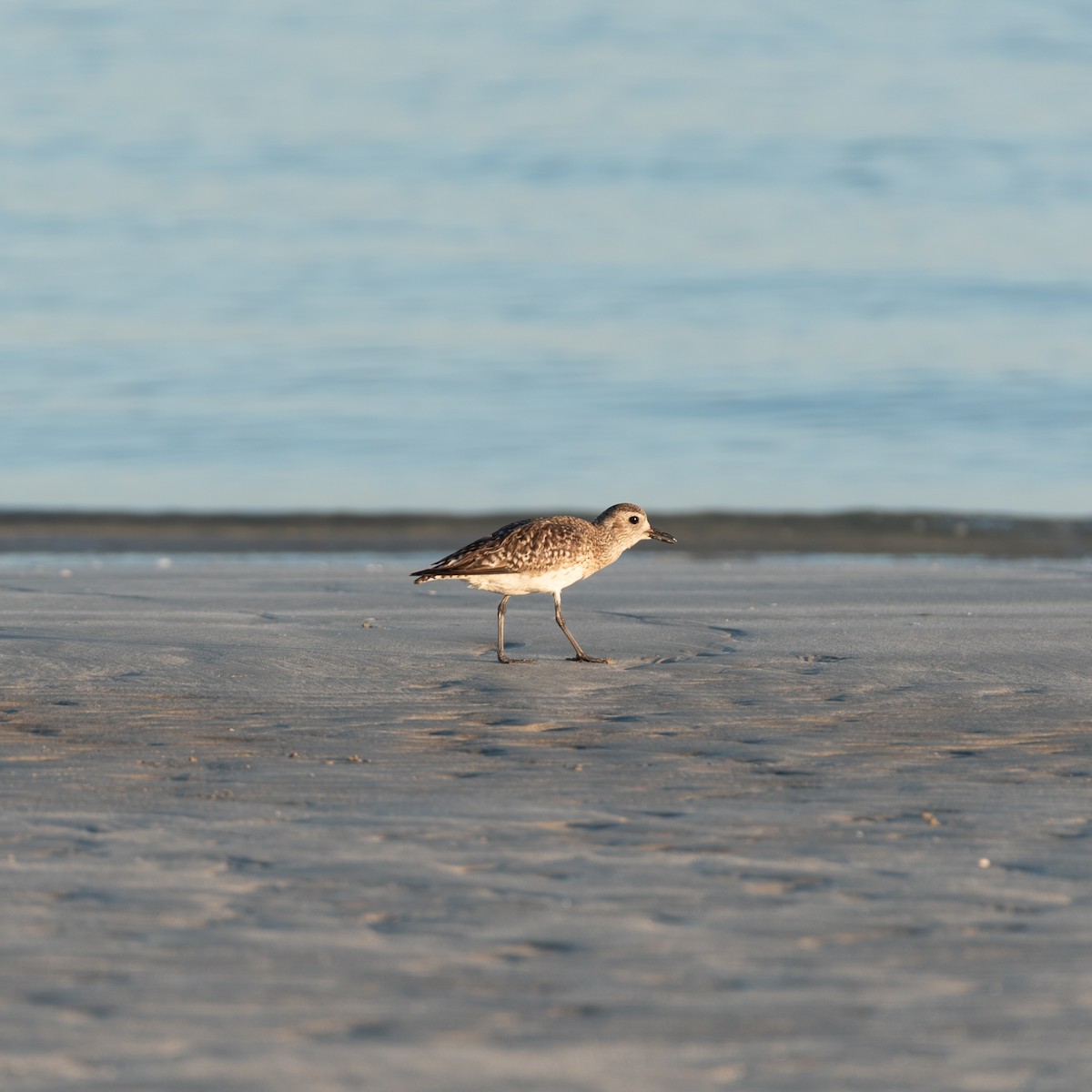 Black-bellied Plover - ML624108430