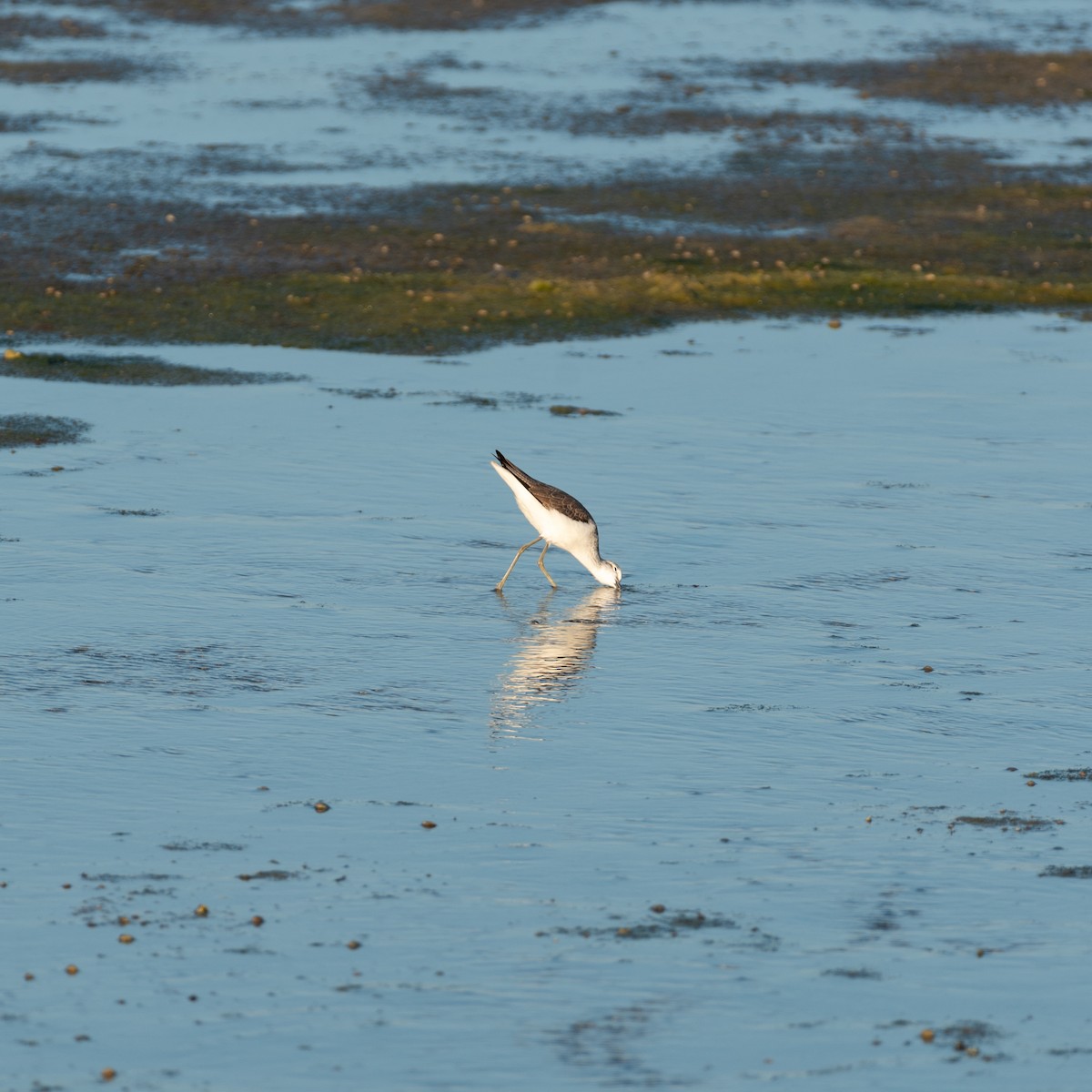 Common Greenshank - ML624108433