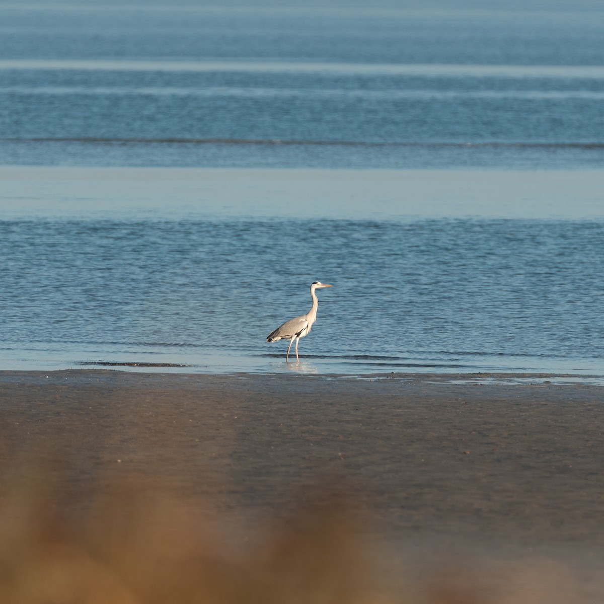 Gray Heron - ML624108437