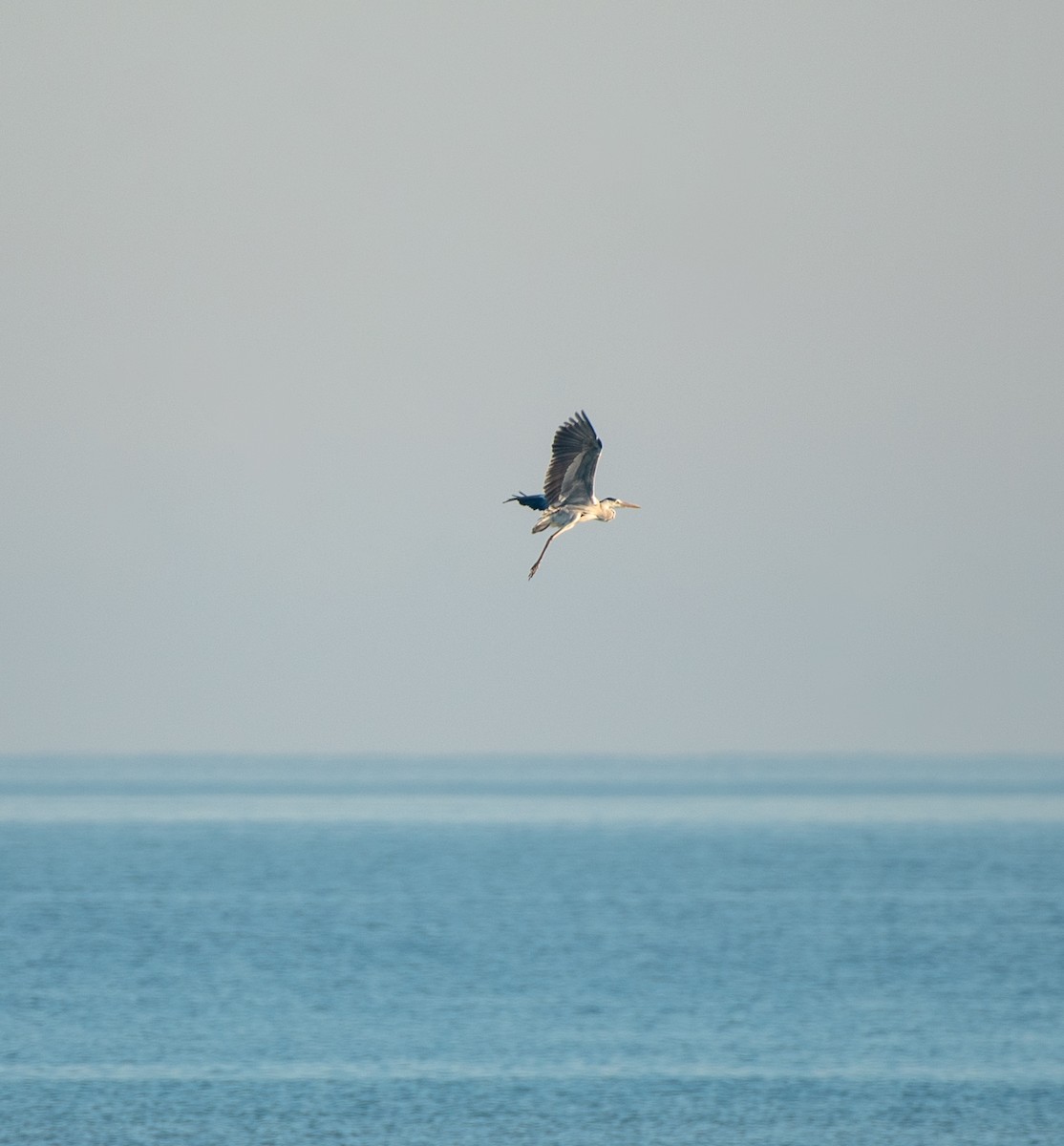 Gray Heron - ML624108438