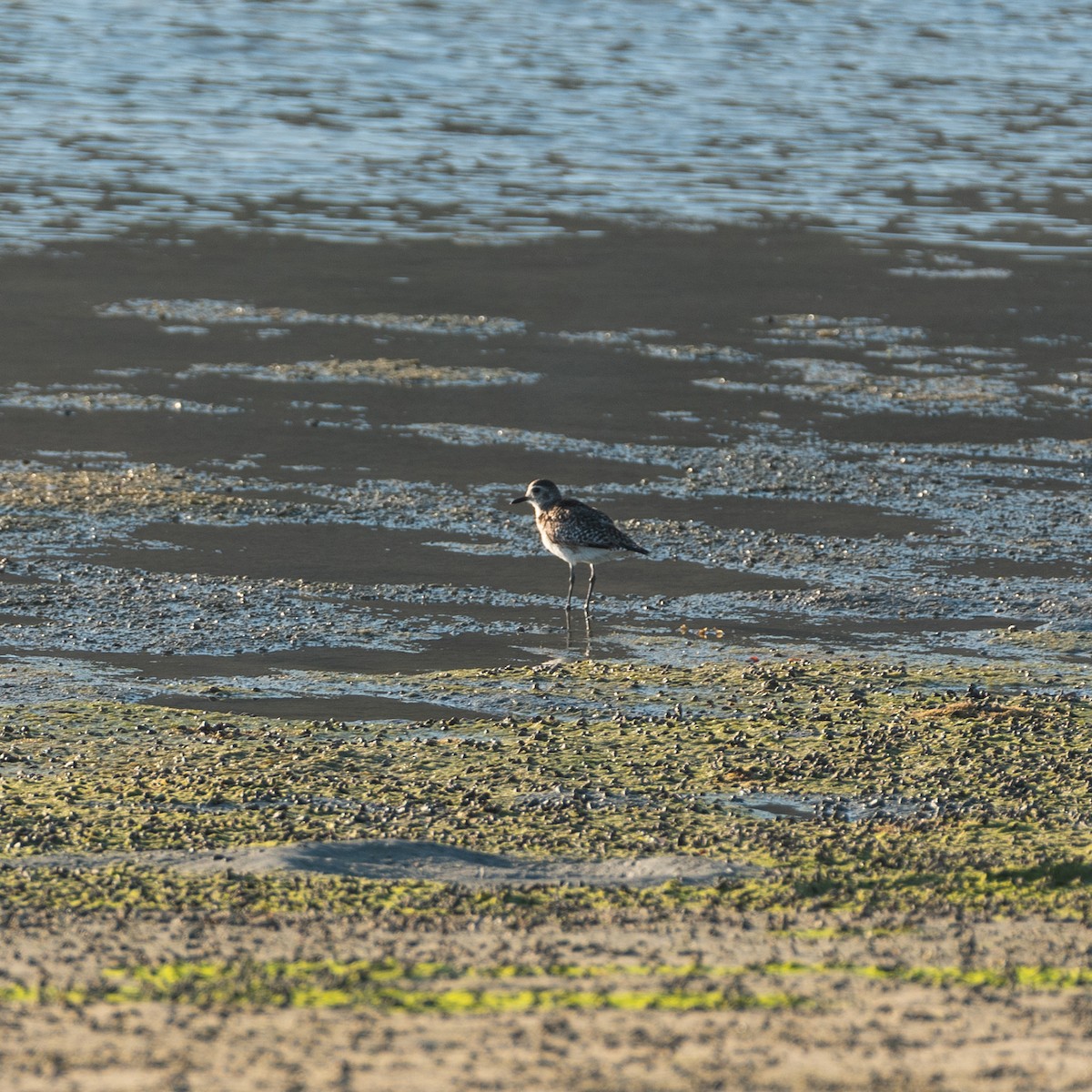 Black-bellied Plover - ML624108440