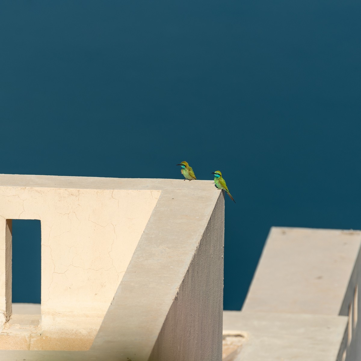 Arabian Green Bee-eater - ML624108442