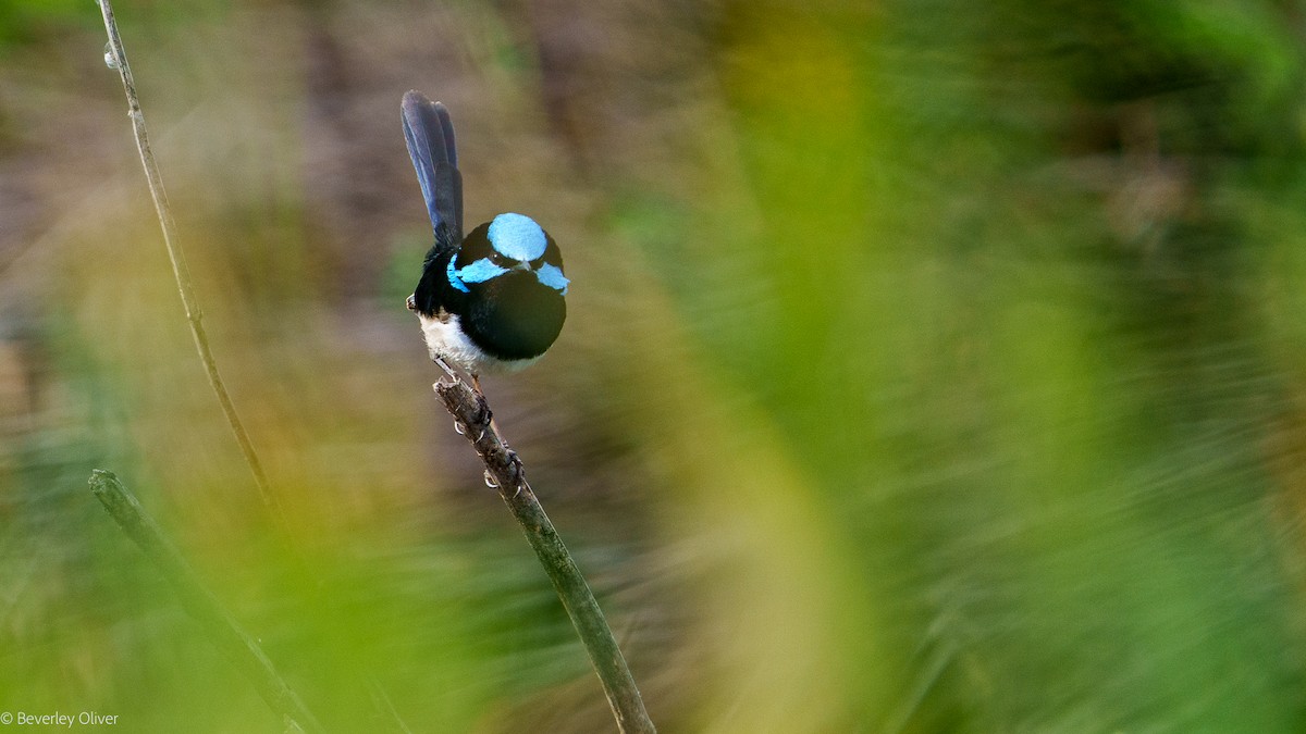 Superb Fairywren - ML624108447