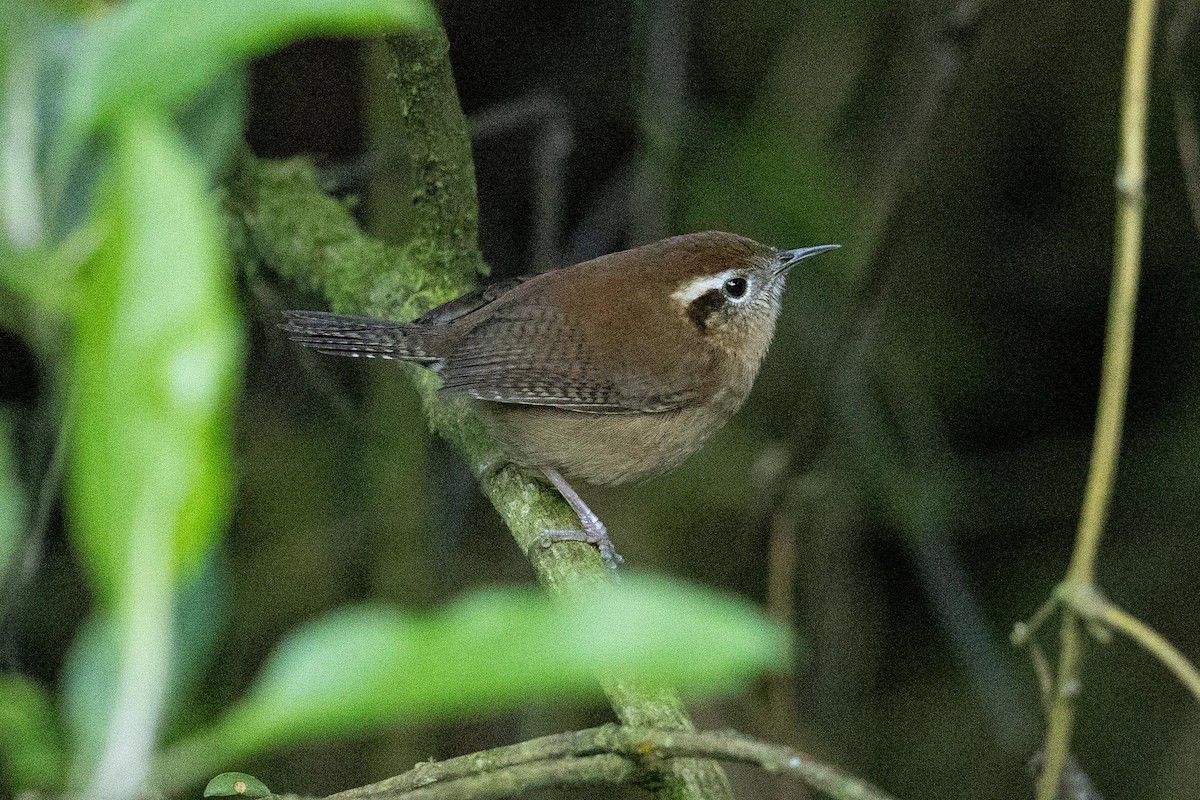 Mountain Wren - ML624108448