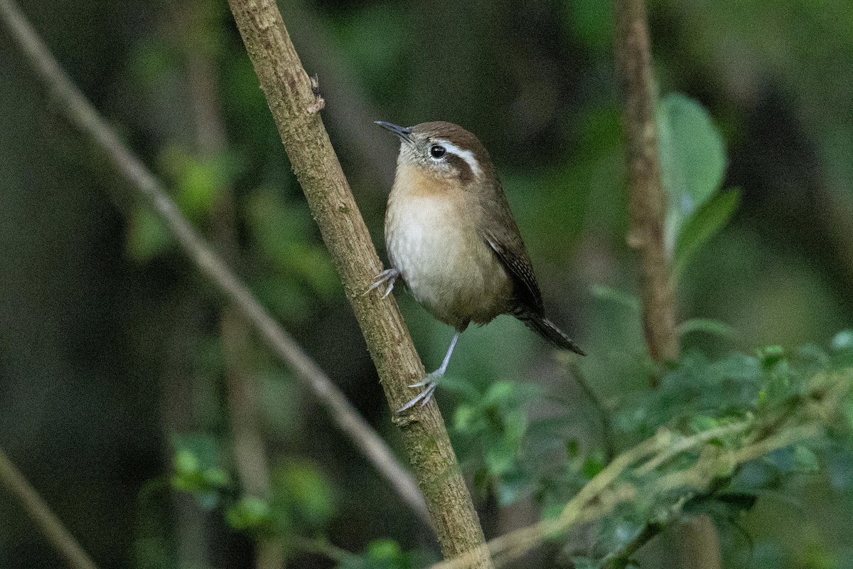 Mountain Wren - ML624108449