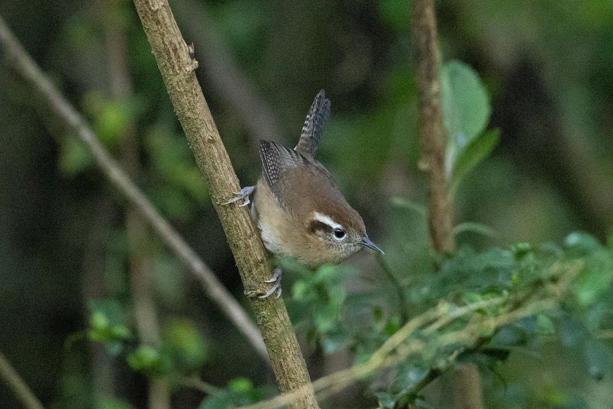 Mountain Wren - ML624108450